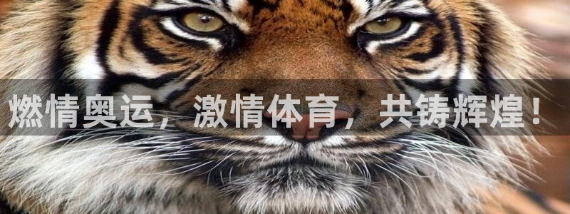 3377体育官网入口网页版：燃情奥运，激情体育，共铸辉煌！