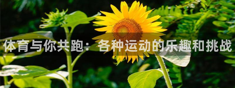 3377体育全网：体育与你共跑：各种运动的乐趣和挑战